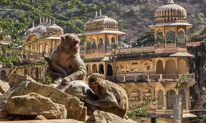 Full-Day Private City Tour of Jaipur