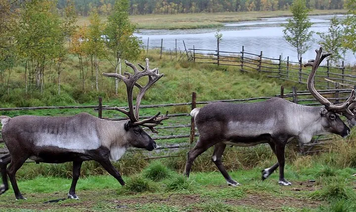 Summer Traditional Reindeer Farm Tour in Rovaniemi