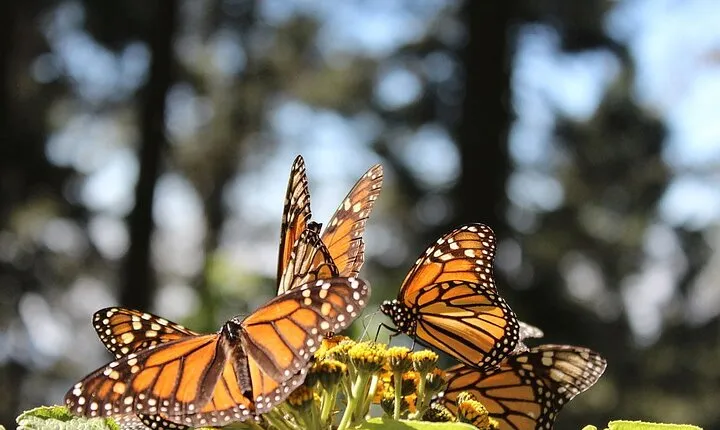 Monarch Butterfly: Biosphere Reserve & Christmas Tour in Mexico