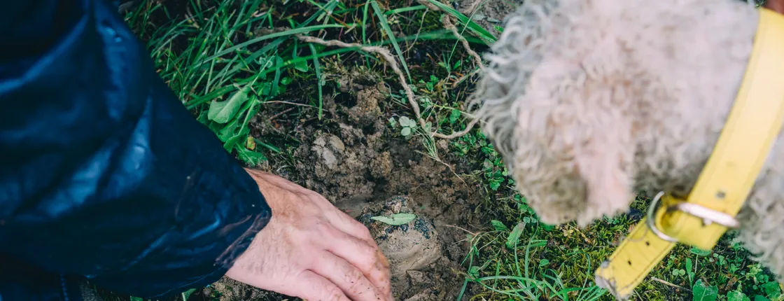 Burgundy truffle hunting demonstration and truffle tasting session