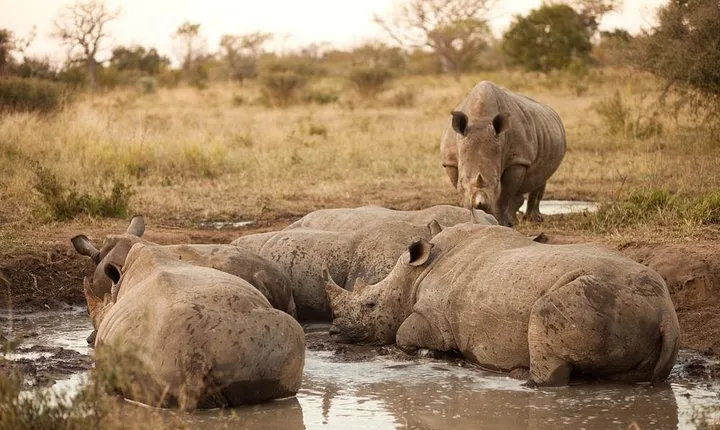 Full Day Big 5 Game Safari in Kruger National Park from Hazyview