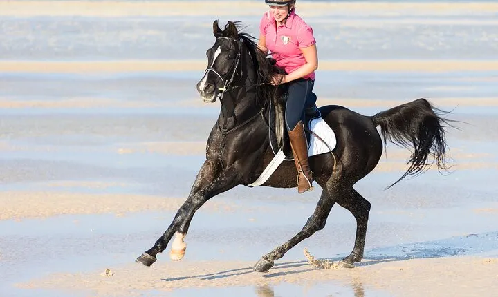 3 Hours Luxury Horse Riding Experience in Hurghada