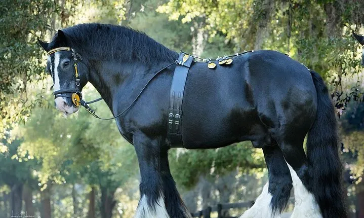 Gypsy Gold Horse Farm Walking Tour