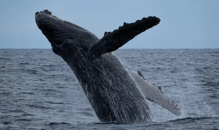 Moana’s Waikīkī Whale Watching Exploration