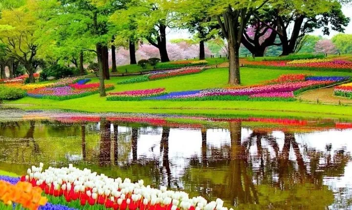Private Sightseeing Tour to Keukenhof Windmills and Cheese Farm