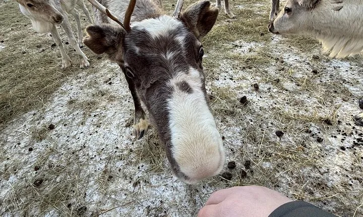 Rovaniemi Reindeer Safari Sleigh Ride 1h