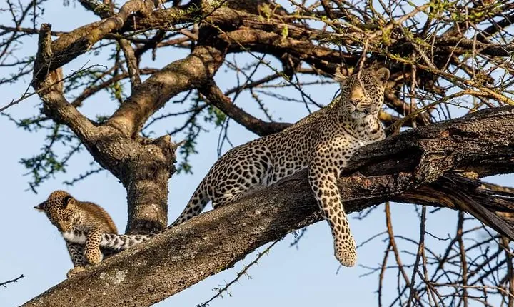 7 Day Amazing Budget Safari Tour Tanzania