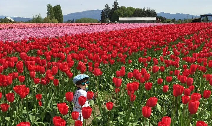 Tulip Festival in Skagit Valley Tour from Seattle