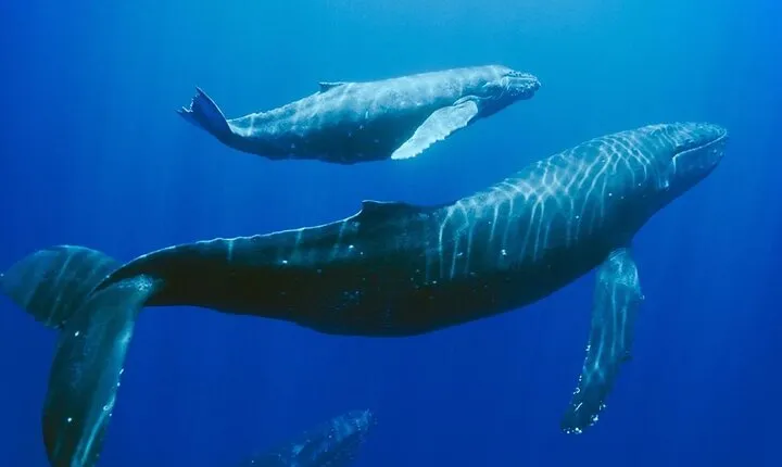 Mauritius: Swimming with Wild Dolphins & Whale Watching