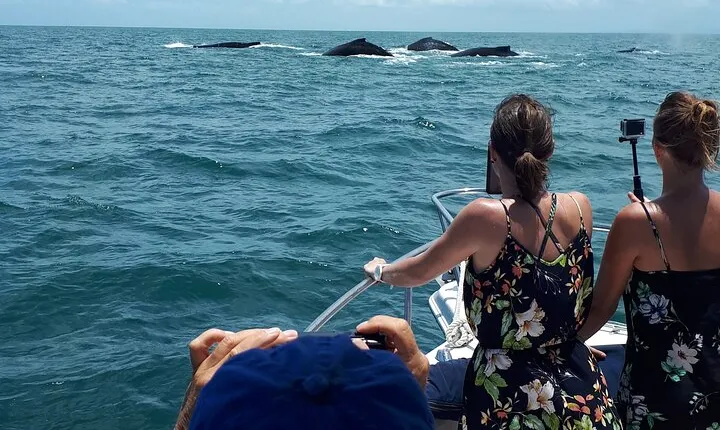 Private Whale Watching Tour – 27ft Proline | Pearl Islands