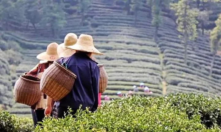 Hangzhou Private Day Tour from Nanjing by Bullet Train with Drop-off Option