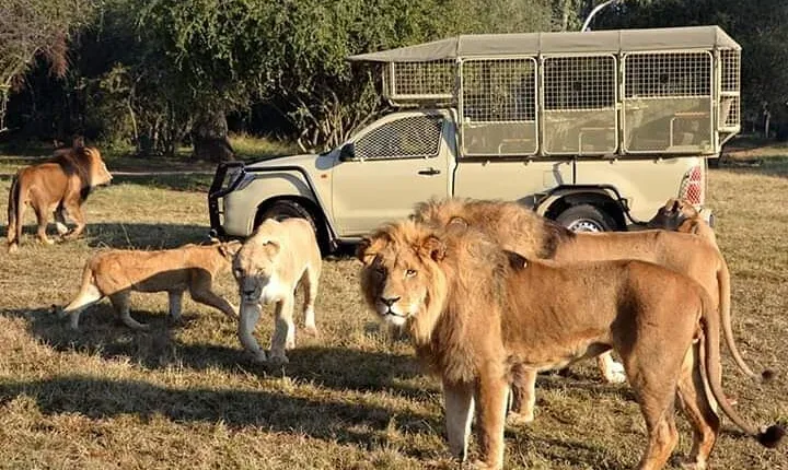 Lion and Safari Park tour.Pick up and drop off Privately 