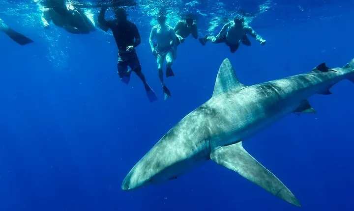 Swim with Sharks Cage-Free from Oahu