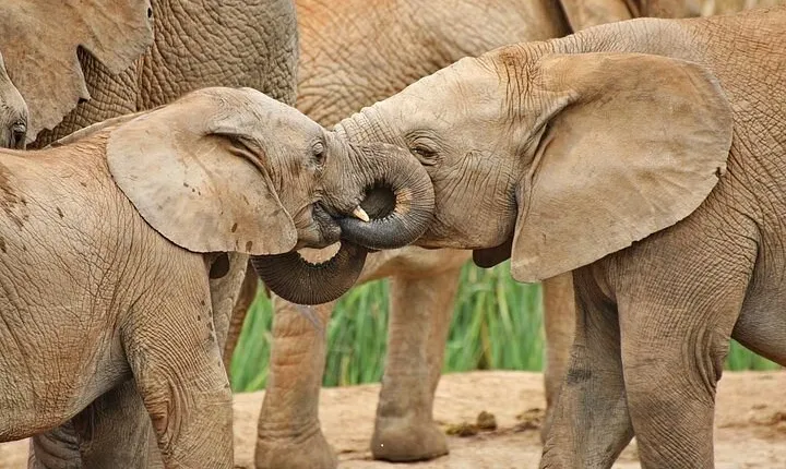 Day Tour in Addo Elephant Park and Port Elizabeth South Africa 