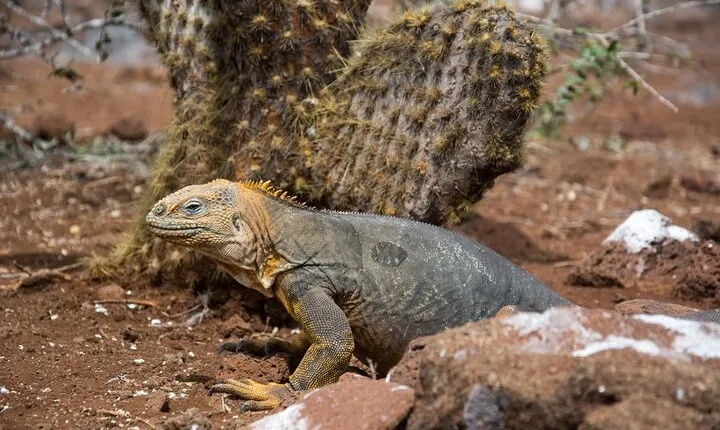 7 Days Galapagos Santa Cruz and Isabela Islands plus Quito Tour