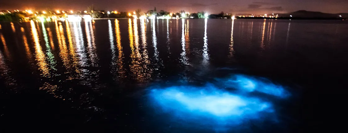 Evening Cruise on the Luminous Lagoon
