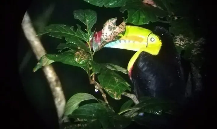 Monteverde Night Tour with a Certified Tour Guide (6 PM or 8 PM)