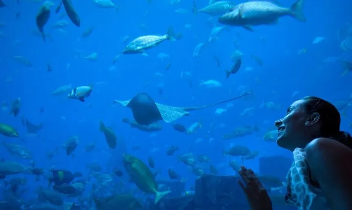 Barcelona City Tour Hop-On Hop-Off and Aquarium