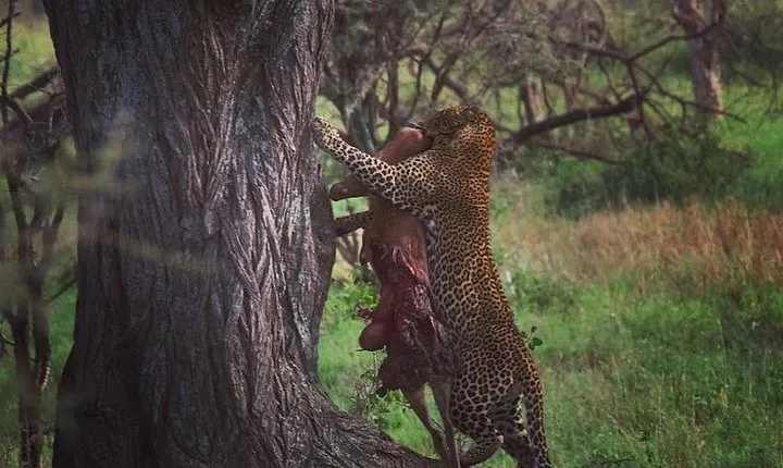 serengeti, ngorongoro & tarangire 4 days private tour