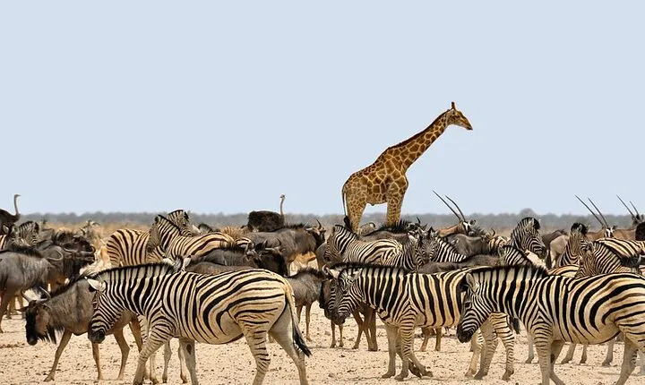 Multi Day Serengeti National Park and Ngorongoro Cater Lodge Tour