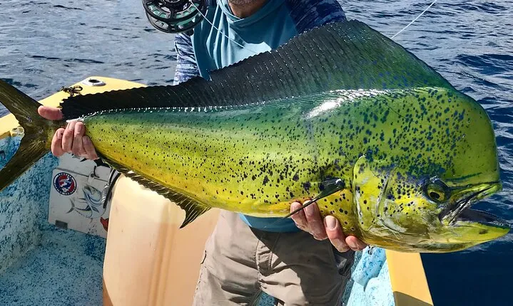 Baja Fishing Dream Roosterfish Dorado Marlin Yellowtail Tuna