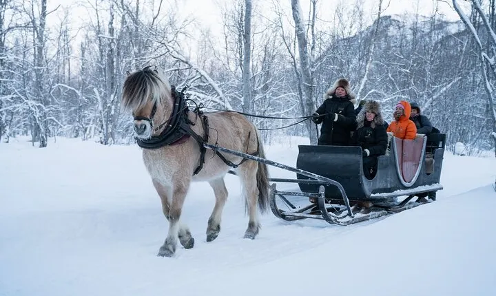 Sleigh Ride w/ snacks - Experience Arctic Farm Life