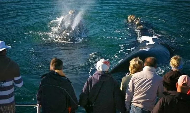 Hermanus Private Full-Day Tour: Whale Watching Adventure