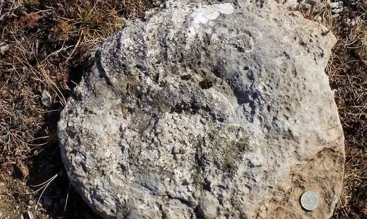From Sofia: Walking tour over the Jurassic sea