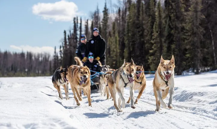 Dog Sledding Adventure in Willow, Alaska
