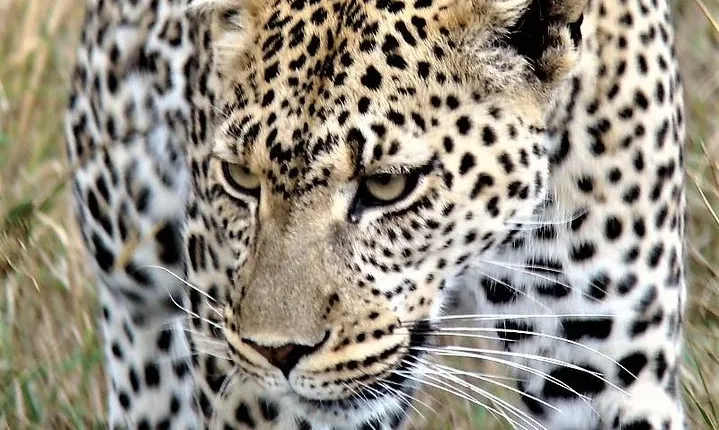 Five Days- Arusha-lake Manyara- Ngorngoro-serengeti (classic)