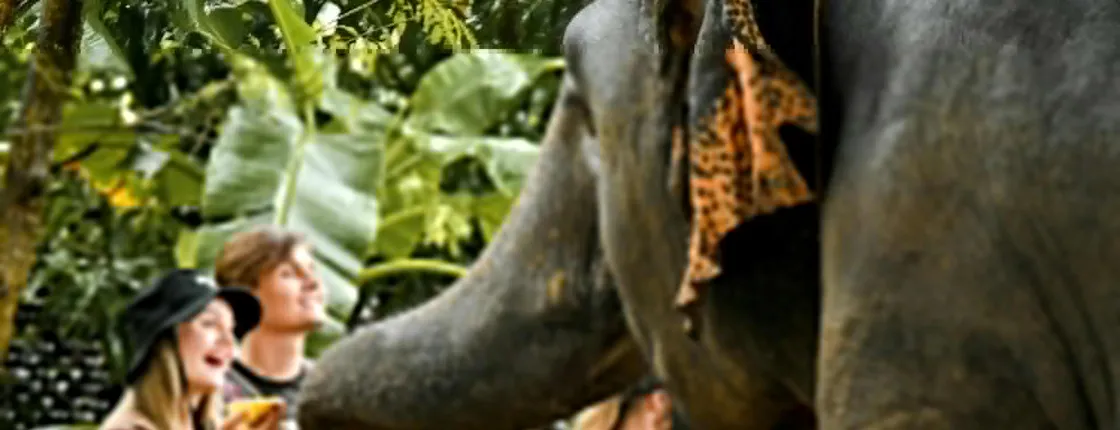 Half-Day Elephant Jungle Sanctuary from Phuket