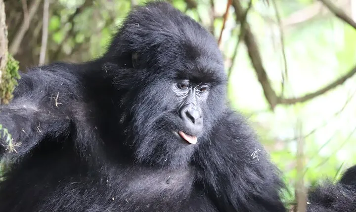 Private 4 Days Gorilla Trekking Tour and Lake Bunyonyi Visit