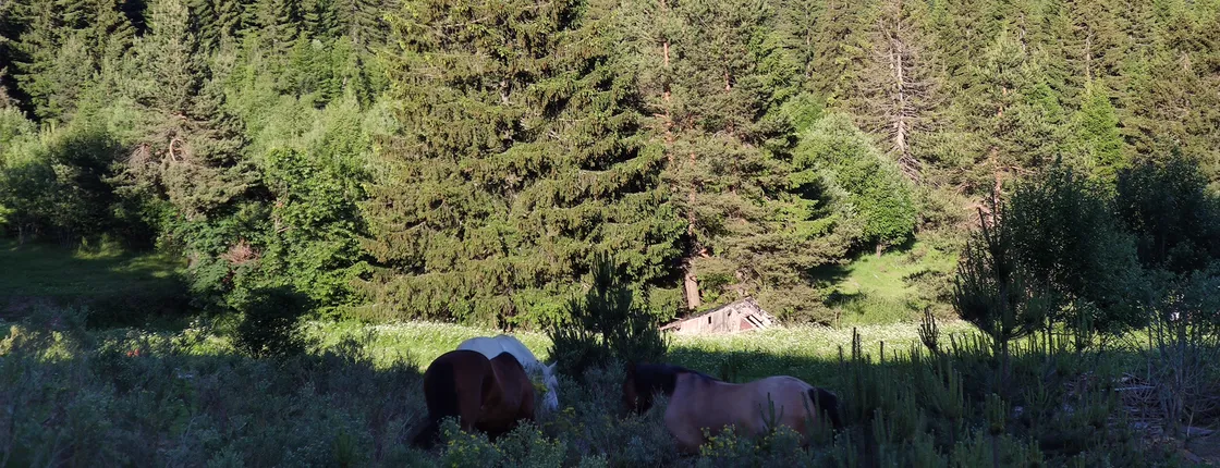 Horse Riding in the Heart of the Rhodope Mountains