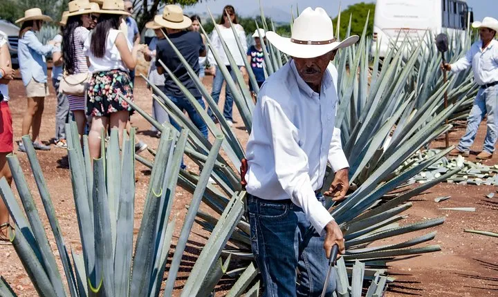 Magic Town Tequila and Agave Fields