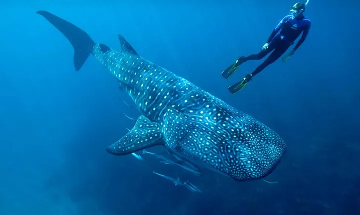 Whale Shark Swimming and Isla Mujeres Beach Tour
