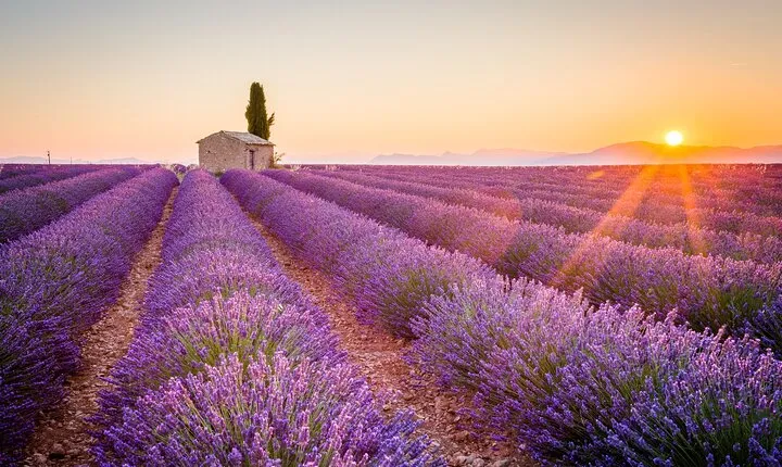 Lavender Fields and Verdon Gorge Private Adventure from Nice