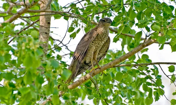 Koshi Tappu Wildlife Reserve Tour From Kathmandu