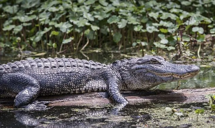 Everglades Alligator Airboat Adventure from Miami