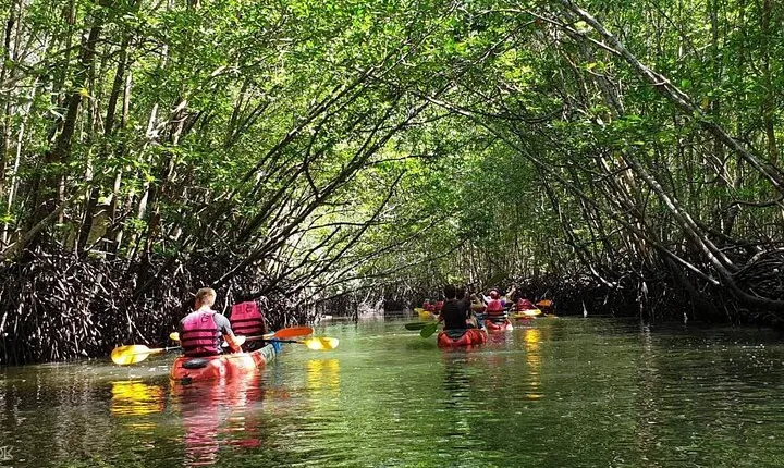 Mangrove Tour by Kayaking in Ko Lanta With Lunch