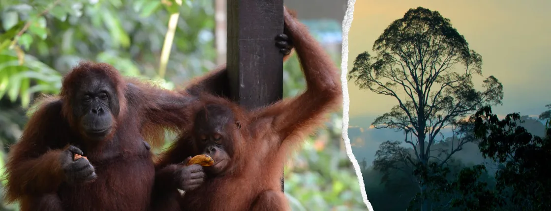 Semenggoh Wildlife and Annah Rais Bidayuh Longhouse tour