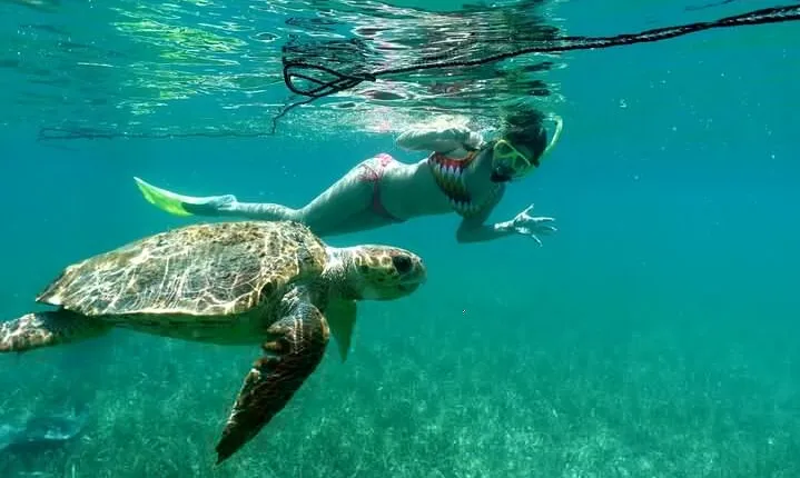Snorkeling at Silk and Moho Caye