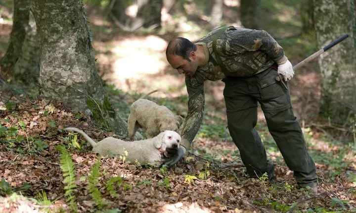 Private Tour: Truffle-Hunting Experience from Positano with Lunch