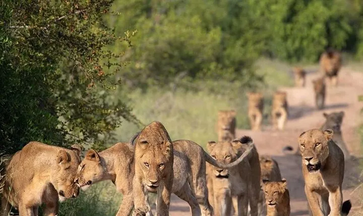 5-day African Safaris and Gorilla Treks Private Tour