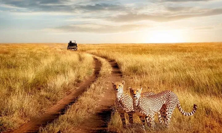 3 Days Serengeti Safari Flying From Zanzibar or Dar Es Salaam