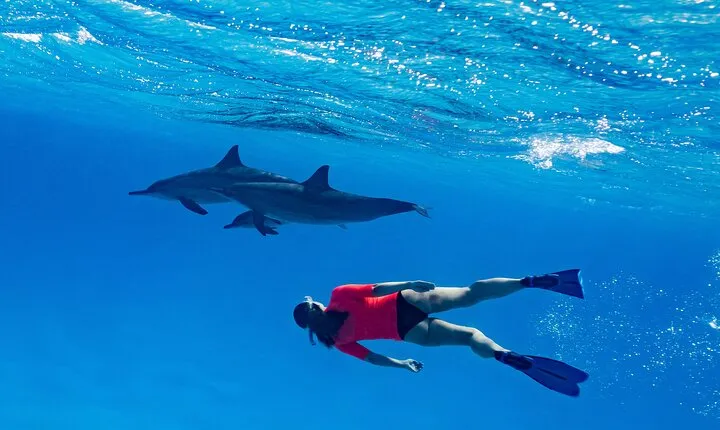Cruise and Snorkeling with Dolphins Including Lunch from Hurghada