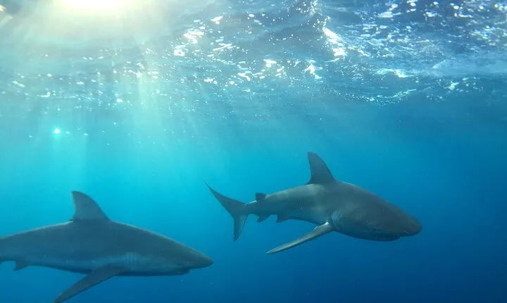 Shark-Dive Tour on Oahu's North Shore
