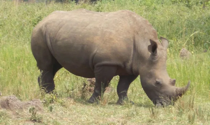 1 Day ziwa Rhino tracking trip