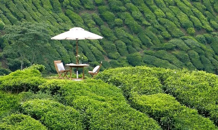 Private Full Day Cameron Highlands Nature Tour from Kuala Lumpur