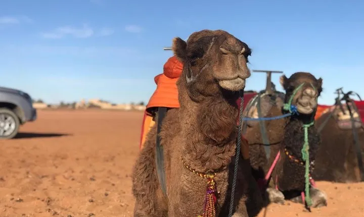 4 Days Tour from Marrakech to Fes via the Sahara Desert & Berber Tents
