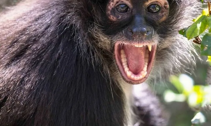 Trunk Feathers and Fur Day Tour